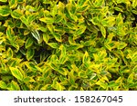Euonymus background