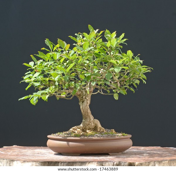 Euonymus Bonsai Stock Photo Edit Now