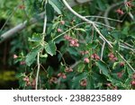 Euonymus europaeus grows in August. Euonymus europaeus, the spindle, European spindle, or common spindle, is a species of flowering plant in the family Celastraceae. Berlin, Germany