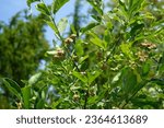 Euonymus europaeus grows in July. Euonymus europaeus, the spindle, European spindle, or common spindle, is a species of flowering plant in the family Celastraceae. Potsdam, Germany