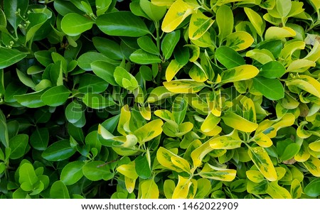 Euonymus 'Green Rocket' and 'Emerald 'n' Gold' hedging plants