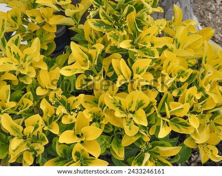 Euonymus Japonicus or Golden Japanese, leathery oval shaped leaves are green with bright yellow margins, close up. Evergreen Spindle is shrub, popular ornamental plant in the family Celastraceae.