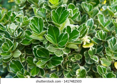 Euonymus Japonicus High Res Stock Images Shutterstock