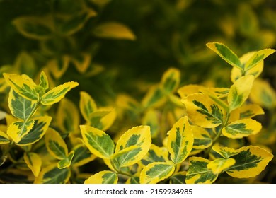 Euonymus Japonicus Variety Sunny Delight, A Very Cold Hardy Shrub With Variegated Green Yellow Leaves