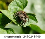 Euophrys omnisuperstes Spider, the Himalayan jumping spider,
