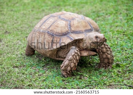 eup African Spurred Tortoise (Geochelone sulcata) seen of detail and walking on grass in the zoo