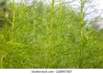 is fennel poisonous to dogs