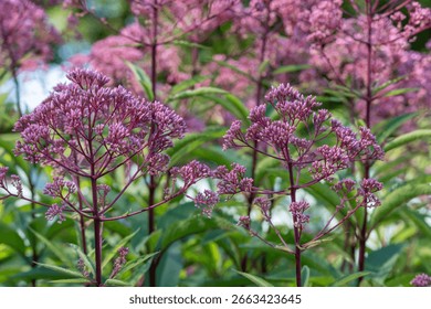 Eupatorium maculatum in full bloom. Dense clumps of Eupatorium plants with bright pink-violet flower buds. A typical perennial plant for natural gardens