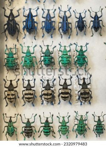 Eupholus weevil collection in a glass in Mauritius