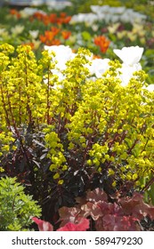 Euphorbia Amygdaloides Purpurea