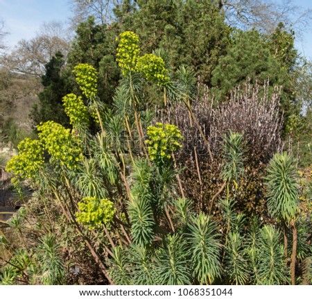 Euphorbia amygdaloides var. robbiae (Mrs Robb's Bonnet or Wood Spurge) in a Country Cottage Garden in Rural Devon, England, UK