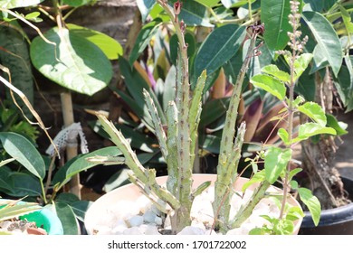 Euphorbia Antisyphilitica Cactus Plant With Green Background 