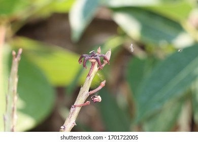 Euphorbia Antisyphilitica Cactus Plant With Green Background 