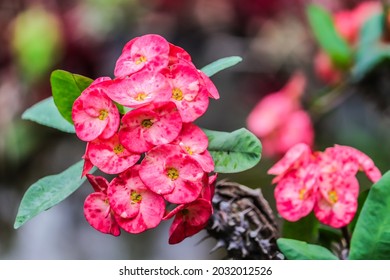 Euphorbia Belongs To The Order Euphorbiales, Family Euphorbiaceae. Euphorbia Flowers Belonging To The Euphorbiaceae Family Have Thorny Stems. The Xylem Tissue Secretes A White Exudate (milky Sap). 