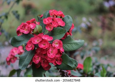 Euphorbia Belongs To The Order Euphorbiales, Family Euphorbiaceae. Euphorbia Flowers Belonging To The Euphorbiaceae Family Have Thorny Stems. The Xylem Tissue Secretes A White Exudate (milky Sap). 