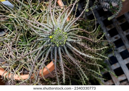 Euphorbia caput-medusae (Medusa's Head) is a plant of the genus Euphorbia that occurs in and around Cape Town, South Africa