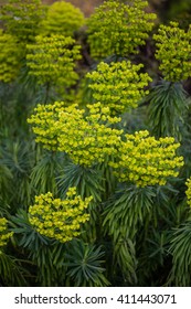 Euphorbia Characias