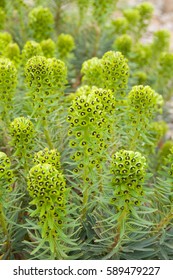 Euphorbia Characias Black Pearl