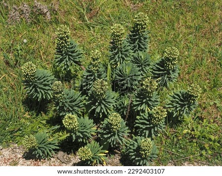 Euphorbia characias 'Portuguese Velvet' plant with bluish green leaves and small brown flowers, close up. Spurge is a compact, mound-forming, evergreen, perennial succulent of the family Euphorbiaceae