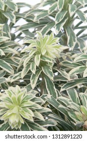 Euphorbia Characias Silver Swan