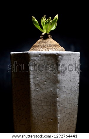 Still life with cheese and basil