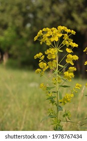 Euphorbia Esula Leafy Spurge Plant