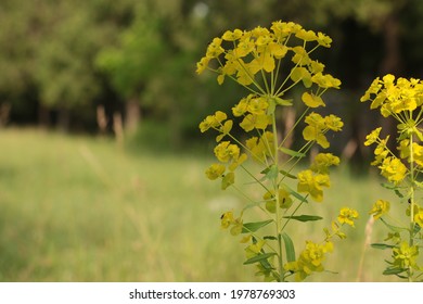 Euphorbia Esula Leafy Spurge Plant