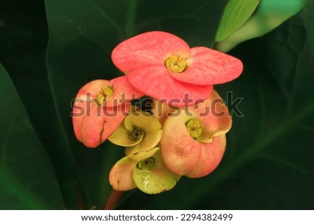 Euphorbia flower from euphorbiaceae family. Euphorbia has red and green color flower. Euphorbia flower growth in the summer. Euphorbia bloom in the natural garden. Fresh plant has bright red petal