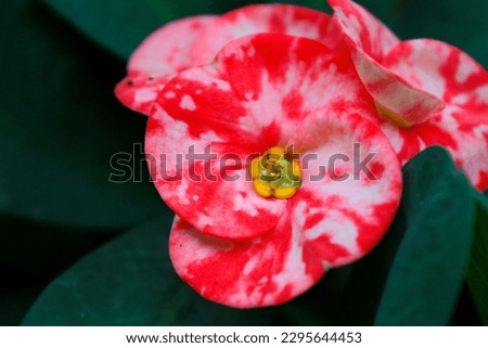 Euphorbia flower, pink flower, flower bloom
