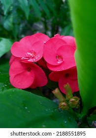 Euphorbia Flower With Water Drops