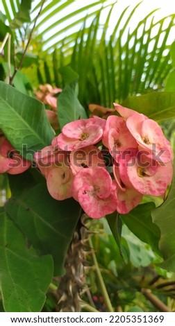 Euphorbia flowers, flowers with thorny stems and single leaves. ornamental plants that are widely cultivated in Indonesia
