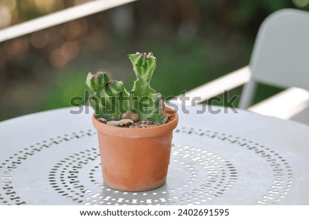 Euphorbia ,euphorbia gorgonisor or Euphorbia mayurnathanii or Euphorbia lactea on the table