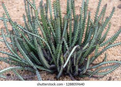 Euphorbia Greenwayi