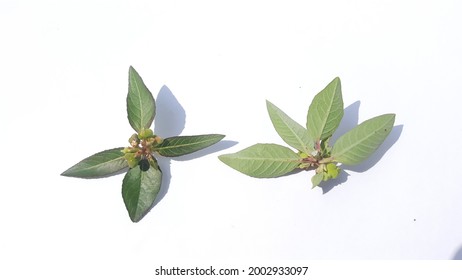 Euphorbia heterophylla isolated on white background.fireplant,painted euphorbia,Japanese poinsettia,desert poinsettia,wild poinsettia, fire on the mountain, paintedleaf,painted spurge,milkweed
