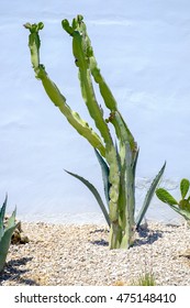 Euphorbia Ingens