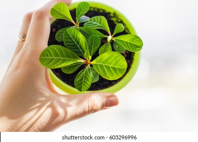 Euphorbia Leuconeura In Hand