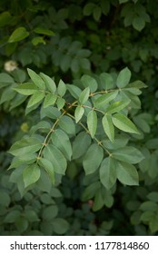 Euphorbia Maculata Plants