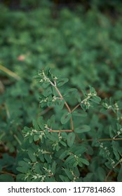 Euphorbia Maculata Plants