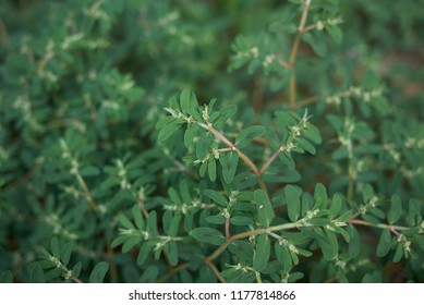 Euphorbia Maculata Plants