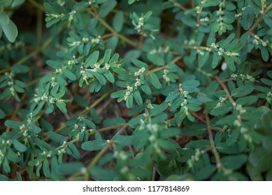 Euphorbia Maculata Plants