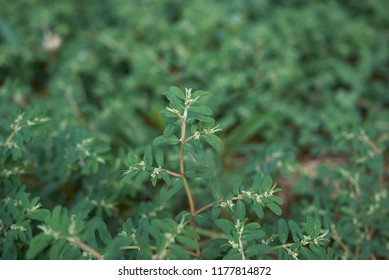 Euphorbia Maculata Plants