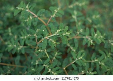 Euphorbia Maculata Plants