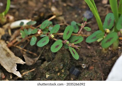 Euphorbia Maculata, The Spotted Spurge.