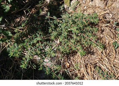 Euphorbia Maculata, Spotted Spurge, Euphorbiaceae. Wild Plant Shot In Summer.