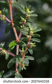 Euphorbia Maculata, Spotted Spurge, Euphorbiaceae. Wild Plant Shot In Summer.