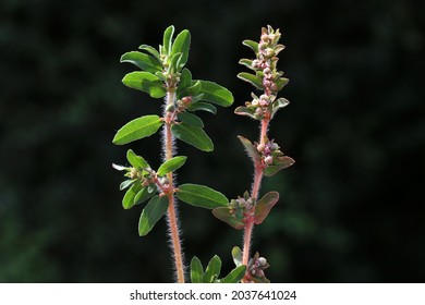 Euphorbia Maculata, Spotted Spurge, Euphorbiaceae. Wild Plant Shot In Summer.