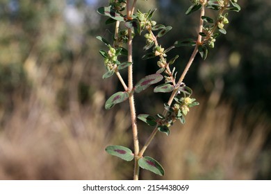 Euphorbia Maculata, Spotted Spurge, Euphorbiaceae. Wild Plant Shot In Summer.