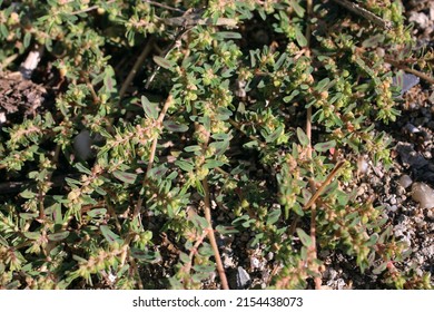 Euphorbia Maculata, Spotted Spurge, Euphorbiaceae. Wild Plant Shot In Summer.