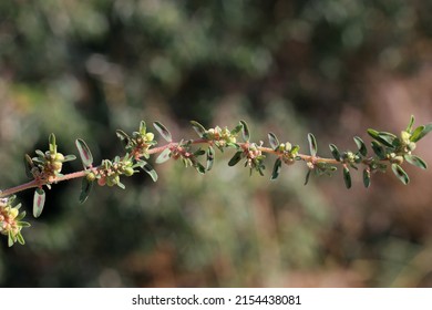 Euphorbia Maculata, Spotted Spurge, Euphorbiaceae. Wild Plant Shot In Summer.