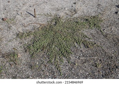 Euphorbia Maculata, Spotted Spurge, Euphorbiaceae. Wild Plant Shot In Summer.